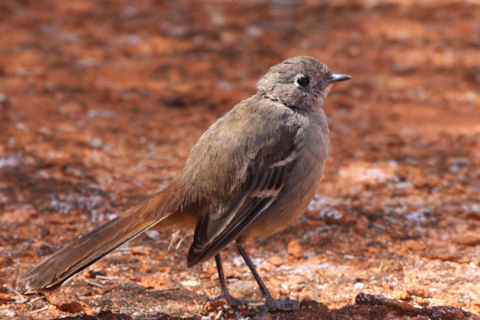Southern Scrub-robin (Drymodes brunneopygia)